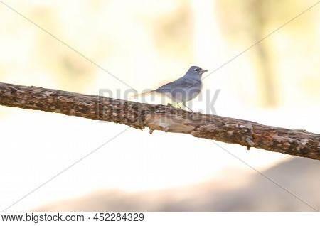 Tenerife Blue Chaffinch Fringilla Teydea. Male. Las Lajas. Vilaflor. Corona Forestal Natural Park. T