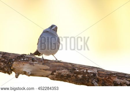 Tenerife Blue Chaffinch Fringilla Teydea. Male. Las Lajas. Vilaflor. Corona Forestal Natural Park. T