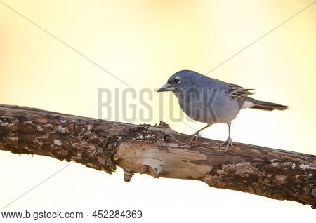 Tenerife Blue Chaffinch Fringilla Teydea. Male. Las Lajas. Vilaflor. Corona Forestal Natural Park. T