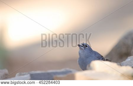 Tenerife Blue Chaffinch Fringilla Teydea. Male Drinking Water. Las Lajas. Vilaflor. Corona Forestal 