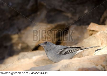 Tenerife Blue Chaffinch Fringilla Teydea. Male Watching For Possible Predators. Las Lajas. Vilaflor.