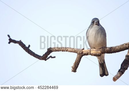 Tenerife Blue Chaffinch Fringilla Teydea. Male. Las Lajas. Vilaflor. Corona Forestal Natural Park. T