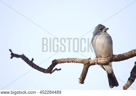 Tenerife Blue Chaffinch Fringilla Teydea. Male. Las Lajas. Vilaflor. Corona Forestal Natural Park. T