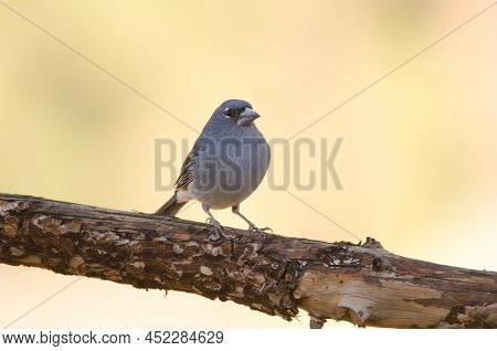 Tenerife Blue Chaffinch Fringilla Teydea. Male. Las Lajas. Vilaflor. Corona Forestal Natural Park. T