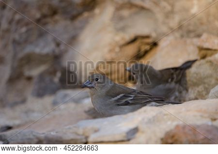 Tenerife Blue Chaffinches Fringilla Teydea. Females Drinking Water. Las Lajas. Vilaflor. Tenerife. C