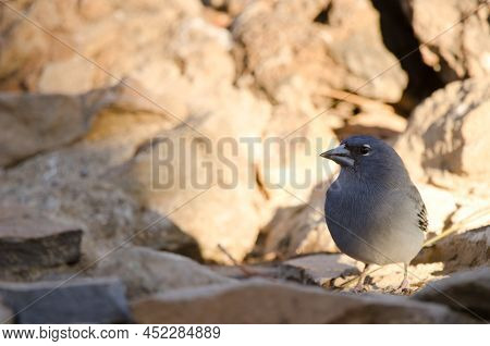 Tenerife Blue Chaffinch Fringilla Teydea. Male Drinking Water. Las Lajas. Vilaflor. Corona Forestal 