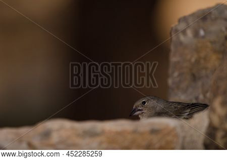Tenerife Blue Chaffinch Fringilla Teydea. Female Drinking Water. Las Lajas. Vilaflor. Corona Foresta