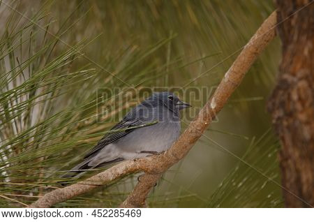 Tenerife Blue Chaffinch Fringilla Teydea. Male. Las Lajas. Vilaflor. Corona Forestal Natural Park. T
