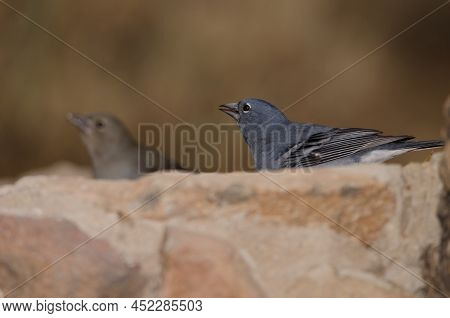 Tenerife Blue Chaffinches Fringilla Teydea. Male Drinking Water And Female In The Background. Las La