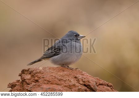 Tenerife Blue Chaffinch Fringilla Teydea. Male. Las Lajas. Vilaflor. Corona Forestal Natural Park. T