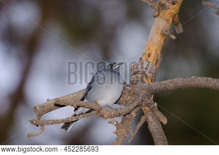 Tenerife Blue Chaffinch Fringilla Teydea. Male. Las Lajas. Vilaflor. Corona Forestal Natural Park. T