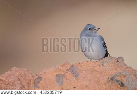 Tenerife Blue Chaffinch Fringilla Teydea. Male. Las Lajas. Vilaflor. Corona Forestal Natural Park. T