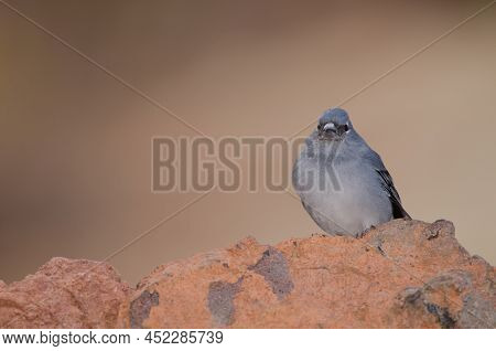 Tenerife Blue Chaffinch Fringilla Teydea. Male. Las Lajas. Vilaflor. Corona Forestal Natural Park. T