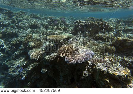 View Of Coral Reef