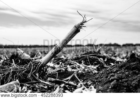 Corn Field After Harvest With Strewn Stover Over Disced Soil.