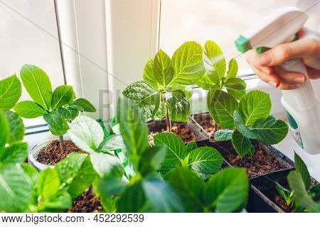 Gardener Spraying Bigleaf Hydrangeas With Water Taking Care Of New Plants. Growing Bushes From Cutti