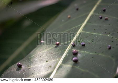 Abstract Banner Larvae Of Insect Eggs Ball Shape Accuracy Lie Beauty Along Edge Of Green Plant Leaf 
