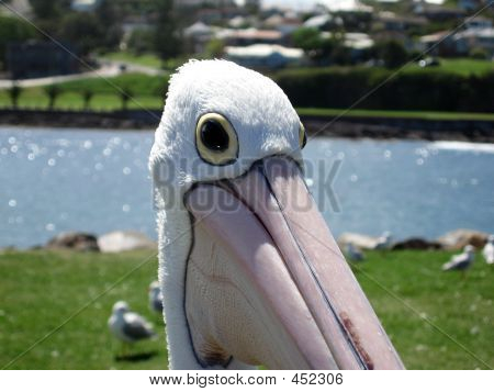 Pellicano