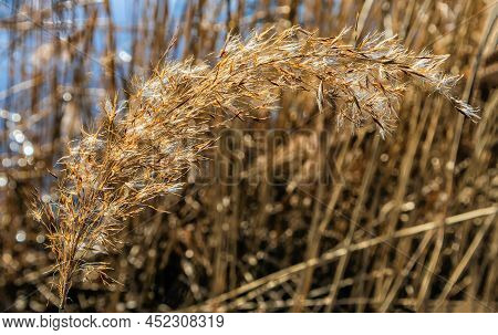 Kamysh - Perennial Coastal Aquatic Plants, Near The River Bank, Blurred Background