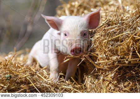 Piglet On Hay And Straw At Pig Breeding Farm
