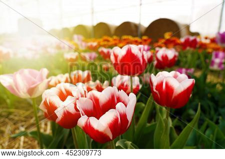 Colorful Tulips Grow And Bloom In Fields On Spring Time