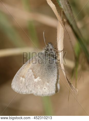 Common Ringlet Butterfly Perched On Plant. Alum Rock Park, Santa Clara County, California, Usa.