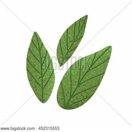 Green Basil Leaf. Fresh Culinary Herbs. Aromatic Italian Seasoning. Basilicum Leaves, Condiment, Fla