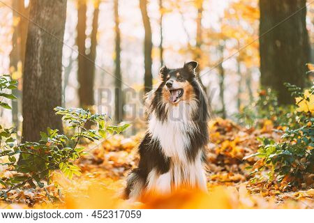 Tricolor Rough Collie, Funny Scottish Collie, Long-haired Collie, English Collie, Lassie Dog Outdoor