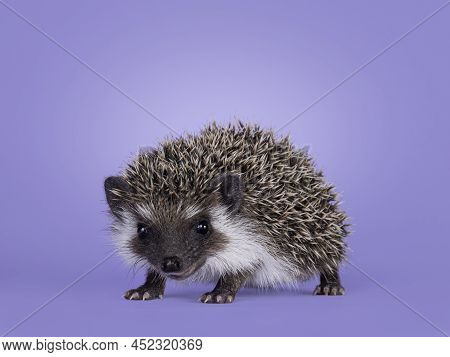 Cute Little Hedgehog Baby. Isolated On A Pastel Purple Lilac Background. Standing Facing Side Ways A
