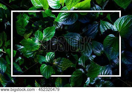 White Frame On Green Leaf Background, Text Can Be Written, Natural Lush Green Leaves Of Leaf Texture