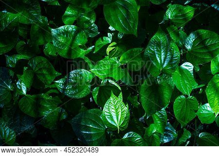 White Frame On Green Leaf Background, Text Can Be Written, Natural Lush Green Leaves Of Leaf Texture