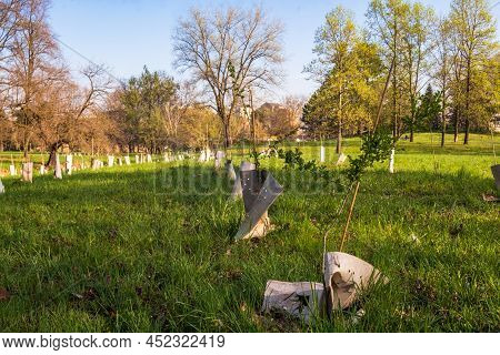 Plantation Of Newly Planted Trees Supported By Wooden Stakes And Plastic Tubes In A Urban Fforest In