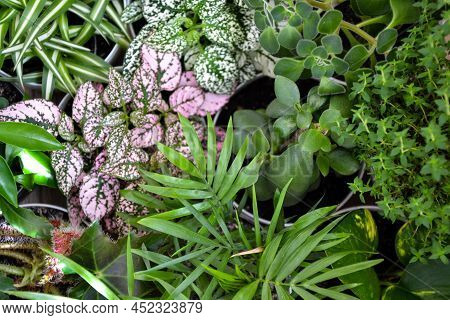 House Plants. Greenery. Home Potted Plant Top View. Epipremnum. Syngonium. Aichryson. Chlorophytum. 
