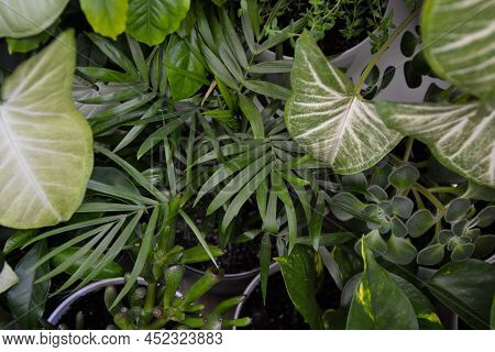 House Plants. Greenery. Home Potted Plant Top View. Epipremnum. Syngonium. Aichryson. Chlorophytum. 