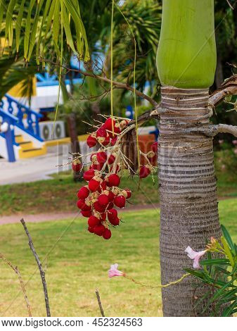 Christmas Palm Adonidia Merrillii With A Cluster Of Red Palm Fruit