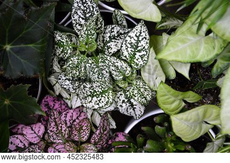 House Plants. Greenery. Home Potted Plant Top View. Epipremnum. Syngonium. Aichryson. Chlorophytum. 