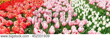 Colorful Growing Pink, Red And White Tulips Flowerbed In Spring Formal Garden