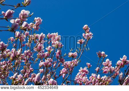 Blooming Magnolia Branches Closeup, Magnolia Flowers On Blue Background, Concetto Springtime, Nature