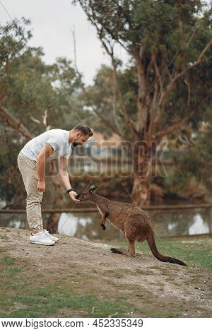 Man In The Reserve Is Playing With A Kangaroo