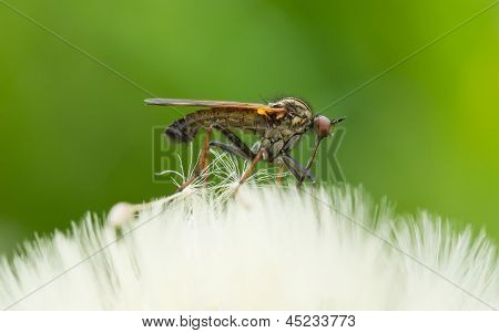 Ugly Fly Sitting On An Hawkbit