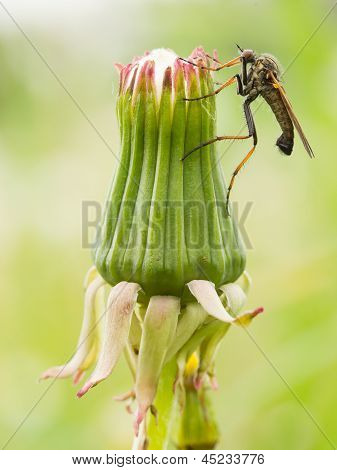 Ugly Fly Sitting On An Hawkbit