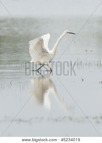 Egretta Garzetta eller lille hvid hejre