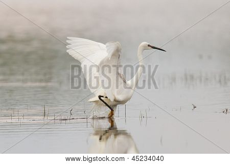 Egretta Garzetta eller lille hvid hejre