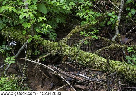 A Fallen Trunk Of Spruse Tree Covered With Moss In Deep Forest, Skole Beskids National Nature Park, 