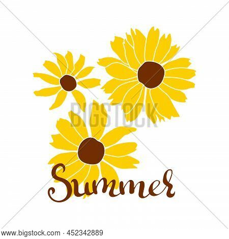 Open Heliopsis Summer Banner Blossom Vector Color Illustration Isolated On White Background. Vector 