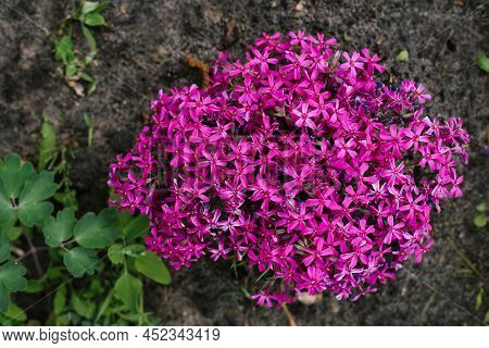 Plant Phlox Awl-shaped. Lots Of Pink Flowers. Summer Nature Background