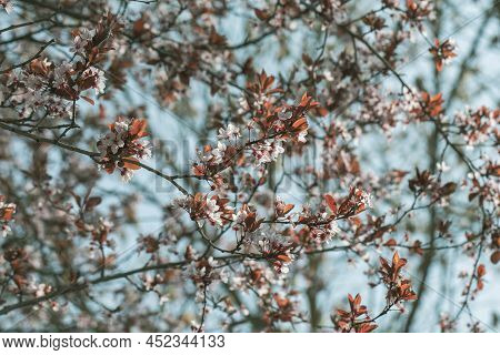 Blooming Cherry Branches Closeup, Cherries Flowers On Blue Background, Concetto Springtime, Blurred 