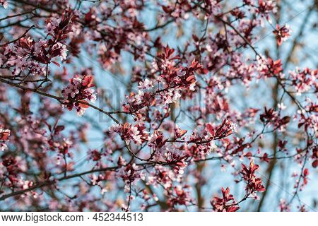 Cherries Flowers On Blue Background, Blooming Cherry Branches Closeup, Concetto Springtime, Selectiv
