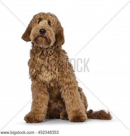 Adorable Red  Abricot Cobberdog Aka Labradoodle Dog Puppy,sitting Facing Front. Looking Curiously Be