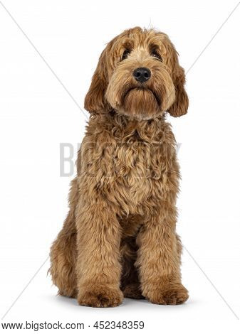 Adorable Red  Abricot Cobberdog Aka Labradoodle Dog Puppy,sitting Facing Front. Looking Towards Came